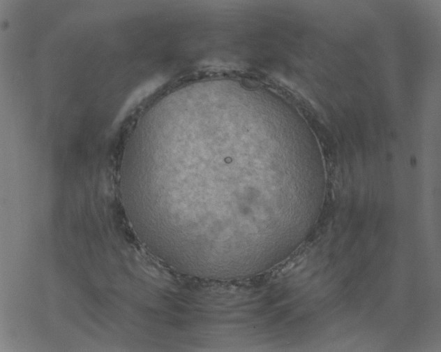 X0000077361207200611031837