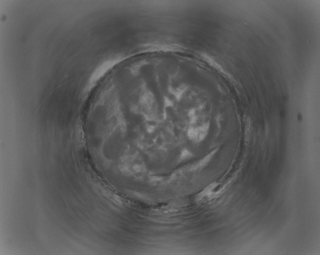 X0000077361215200611031838