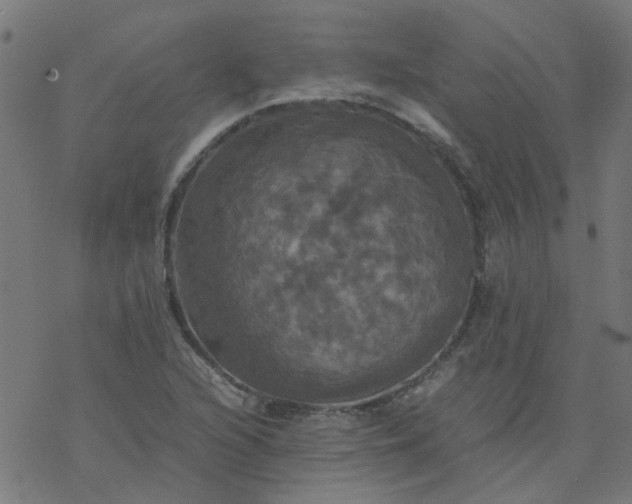 X0000077361216200611031838