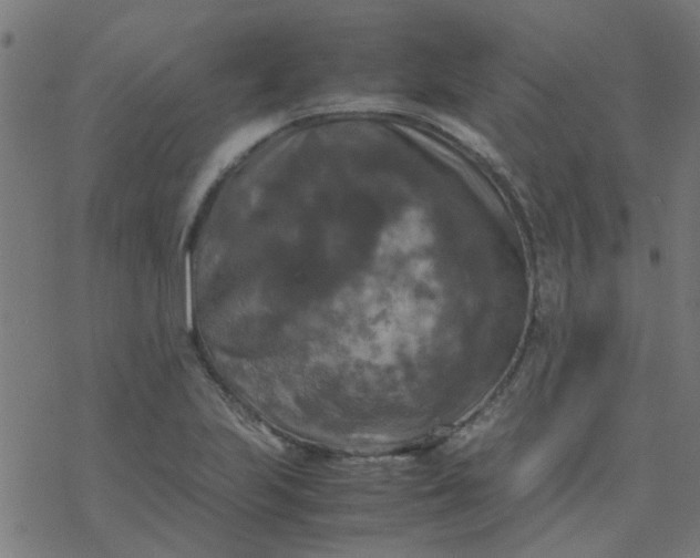 X0000077361223200611031838