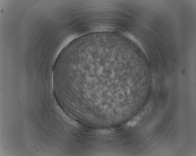 X0000077361227200611031838