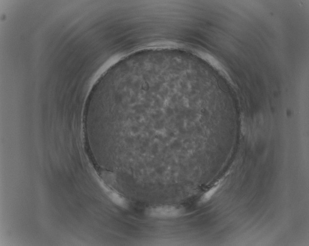 X0000077361229200611031838