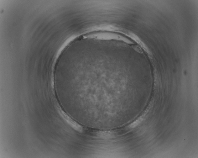 X0000077361232200611031838