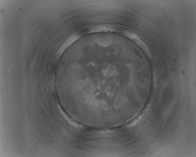 X0000077361233200611031838