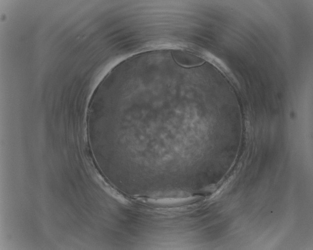 X0000077361236200611031838