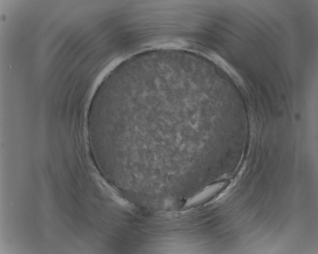 X0000077361240200611031838