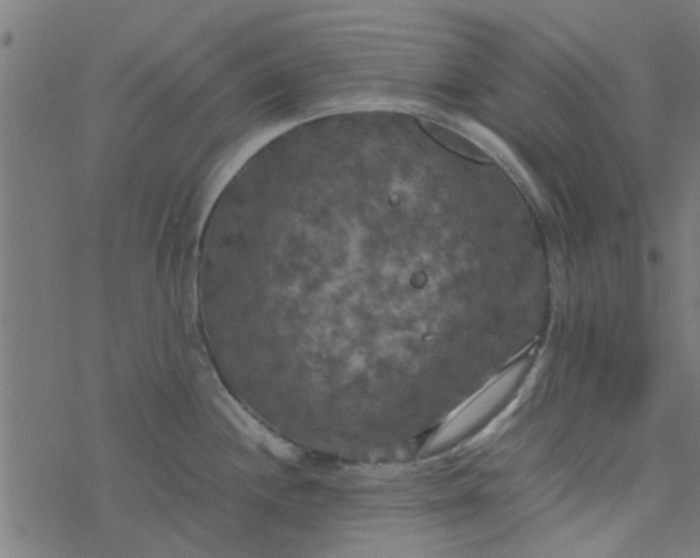 X0000077361244200611031838