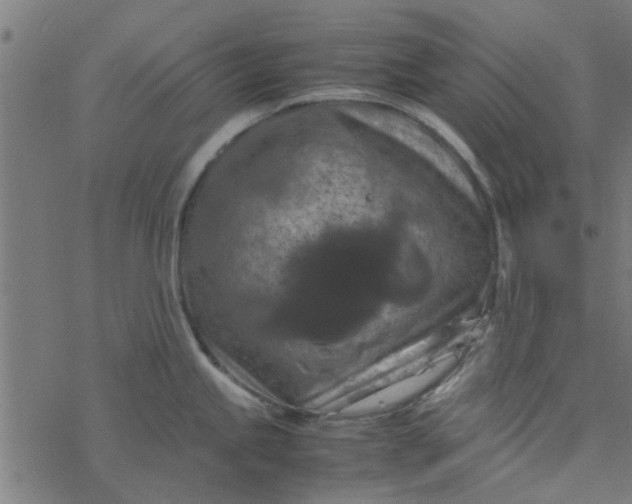 X0000077361245200611031838