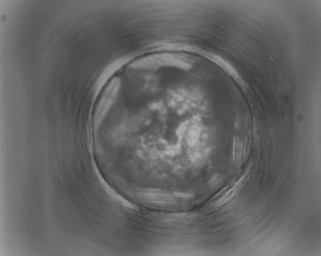 X0000077361247200611031838