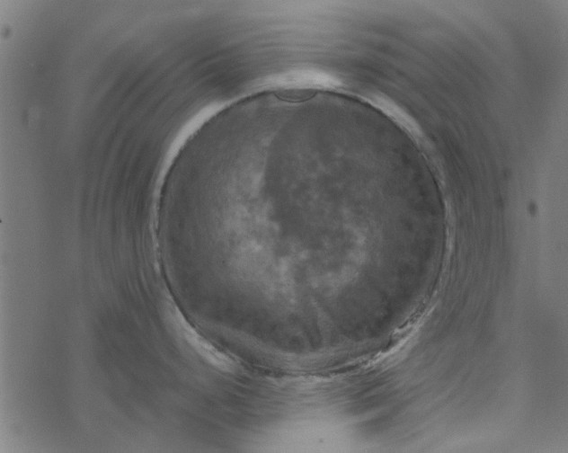 X0000077361248200611031838