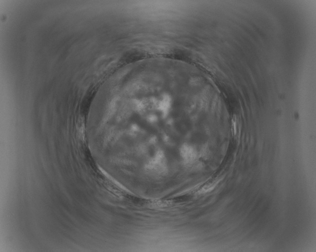 X0000077361251200611031837