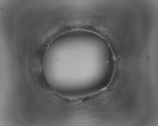 X0000077361253200611031837