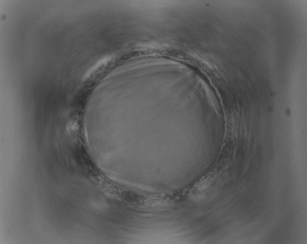 X0000077361254200611031837