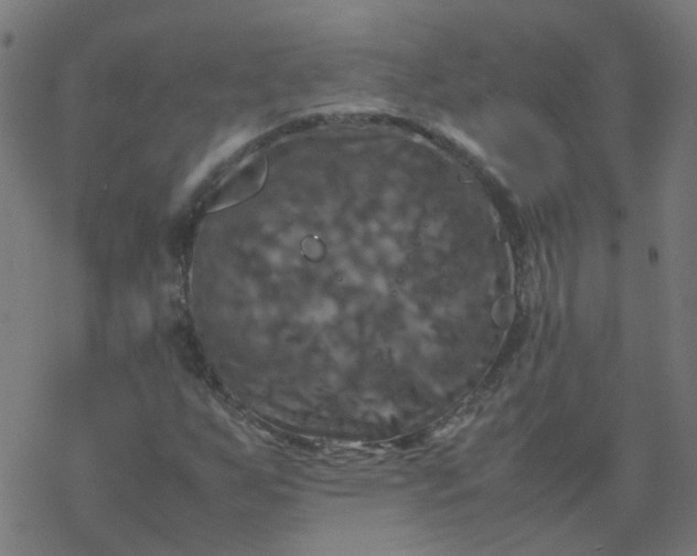 X0000077361255200611031837