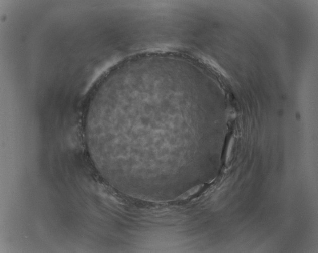 X0000077361256200611031837