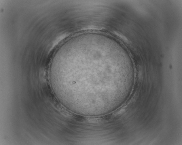 X0000077361258200611031837