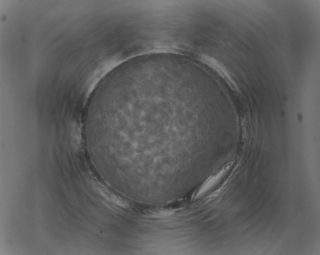 X0000077361260200611031837