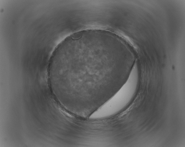 X0000077361264200611031837