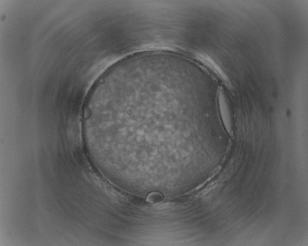 X0000077361268200611031837