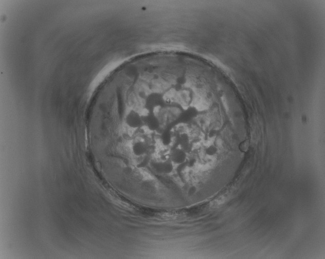 X0000077361271200611031837