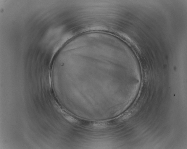 X0000077361274200611031837