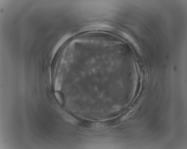 X0000077361275200611031837