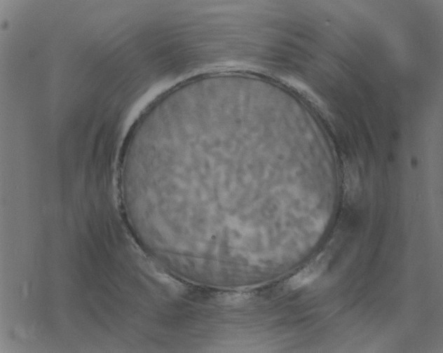 X0000077361278200611031837