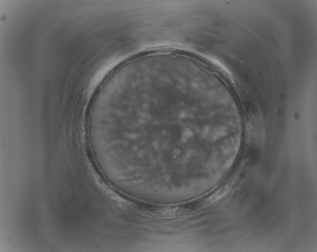 X0000077361279200611031837