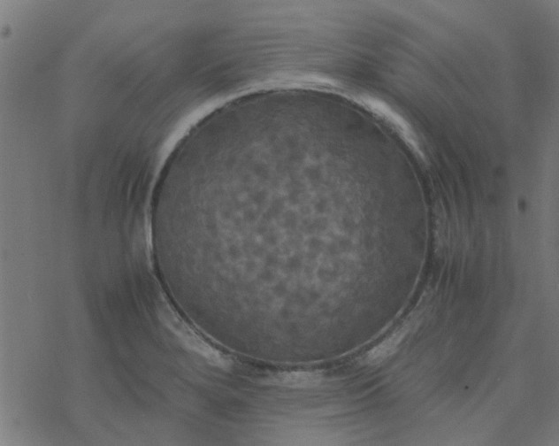 X0000077361280200611031837