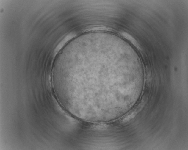 X0000077361282200611031837