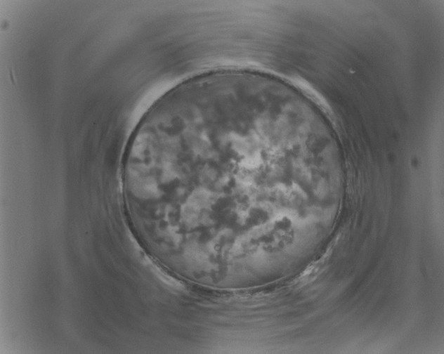 X0000077361287200611031837