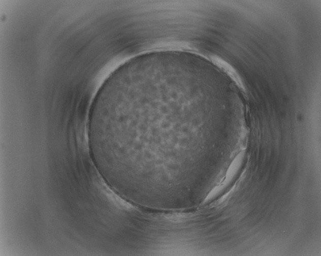 X0000077361288200611031837