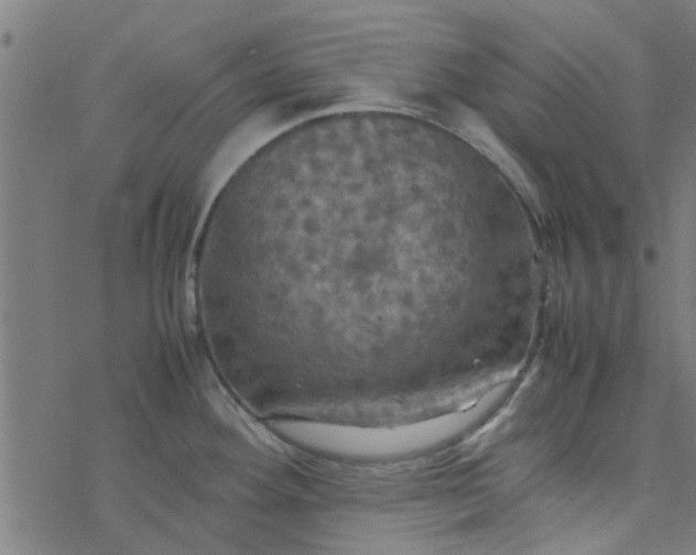 X0000077361292200611031837