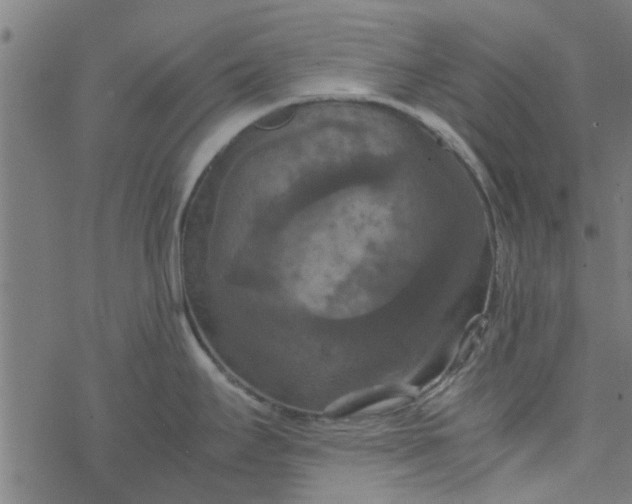 X0000077361295200611031837