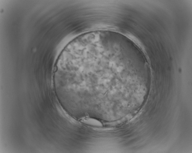 X0000077361296200611031837