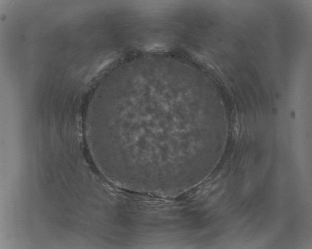 X0000077361301200611031836