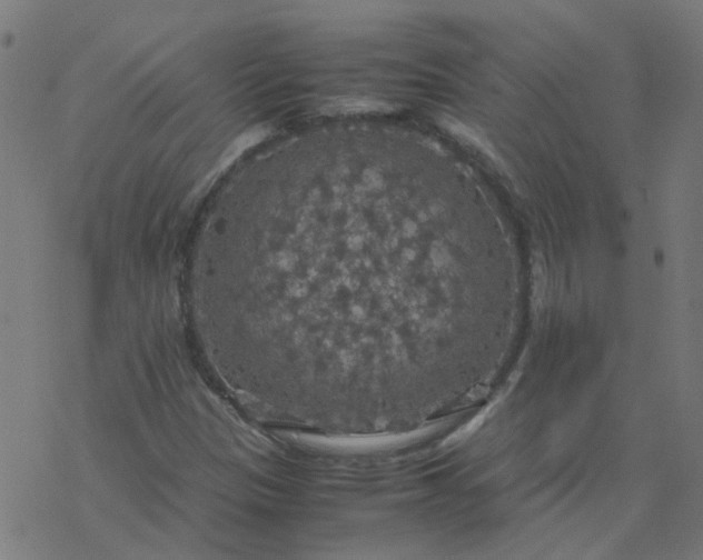 X0000077361305200611031836