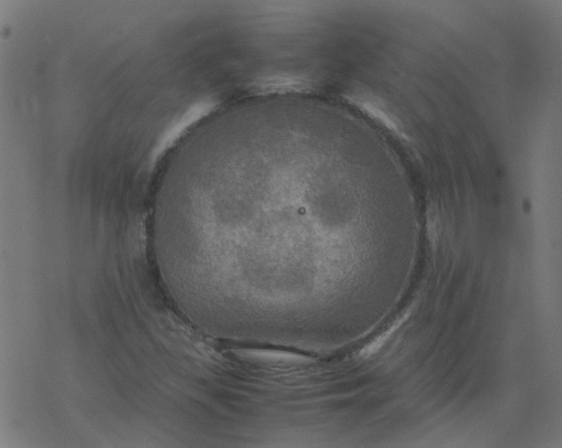 X0000077361309200611031836