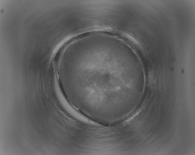 X0000077361310200611031836