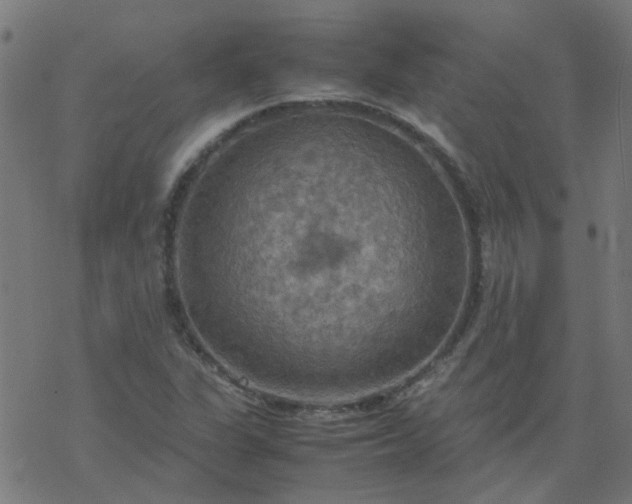 X0000077361311200611031836