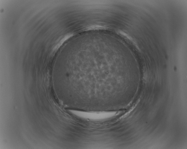 X0000077361313200611031836