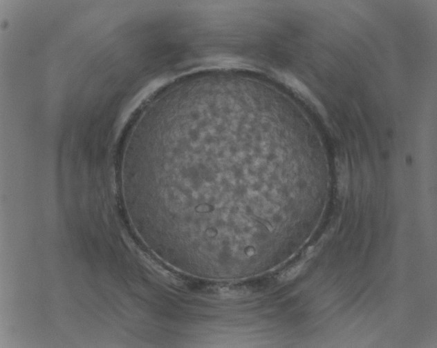 X0000077361318200611031836