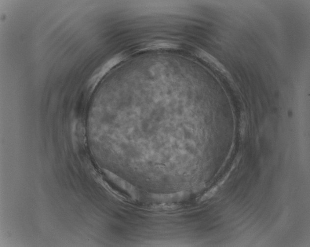 X0000077361321200611031836