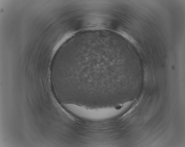 X0000077361325200611031836