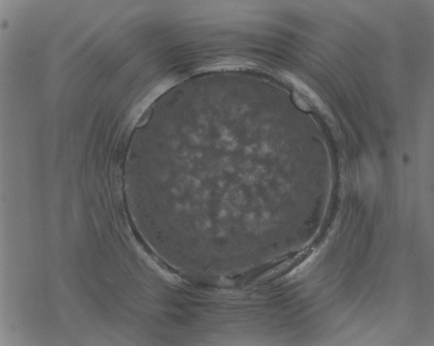 X0000077361329200611031836