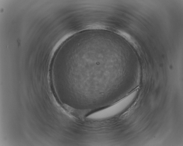 X0000077361331200611031836