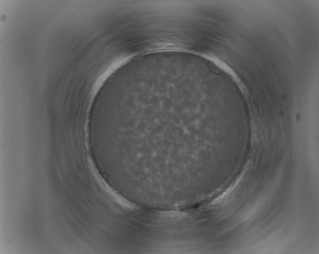 X0000077361333200611031836