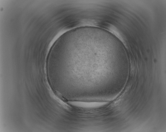 X0000077361339200611031837