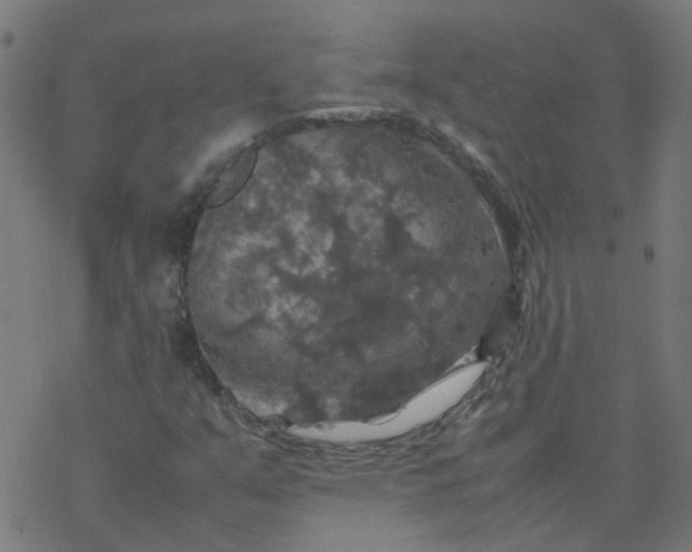 X0000077361351200611031836