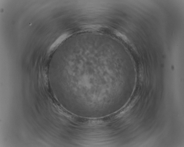 X0000077361354200611031836